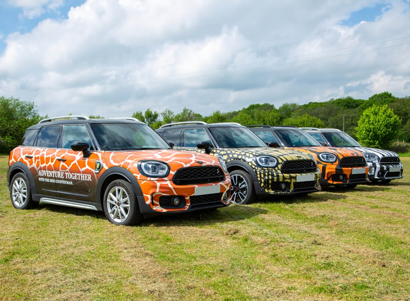Safari car fleet lined up with new animal print vehicle wraps